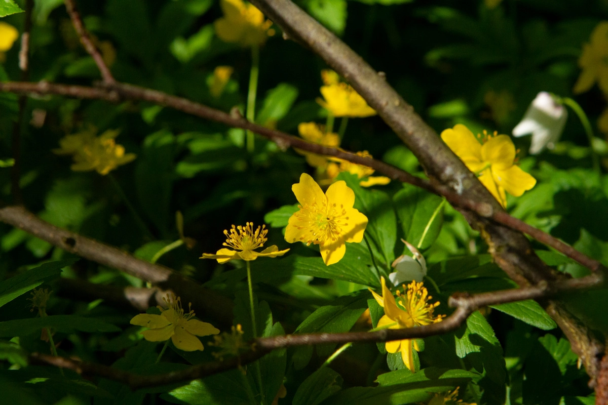 Gul anemone - Foto Janne Bavnhøj