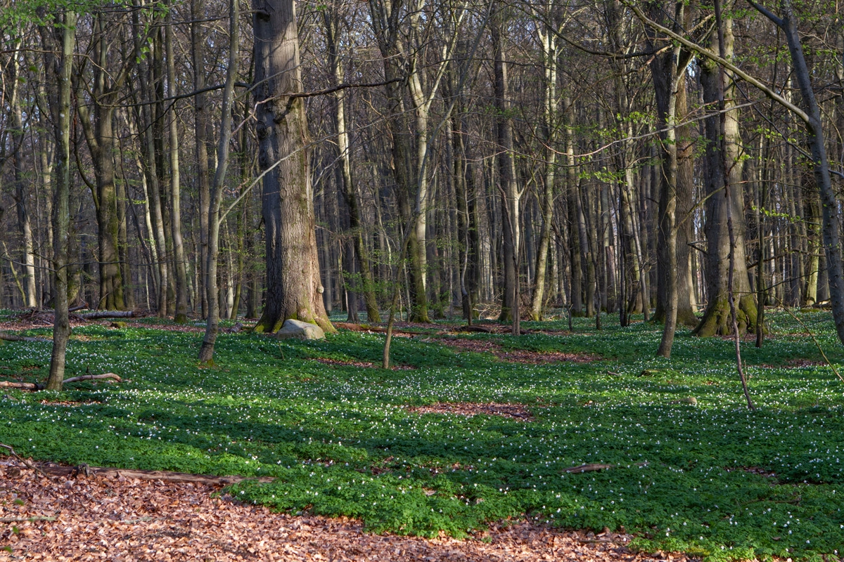 Anemonetæppe i bøgeskov