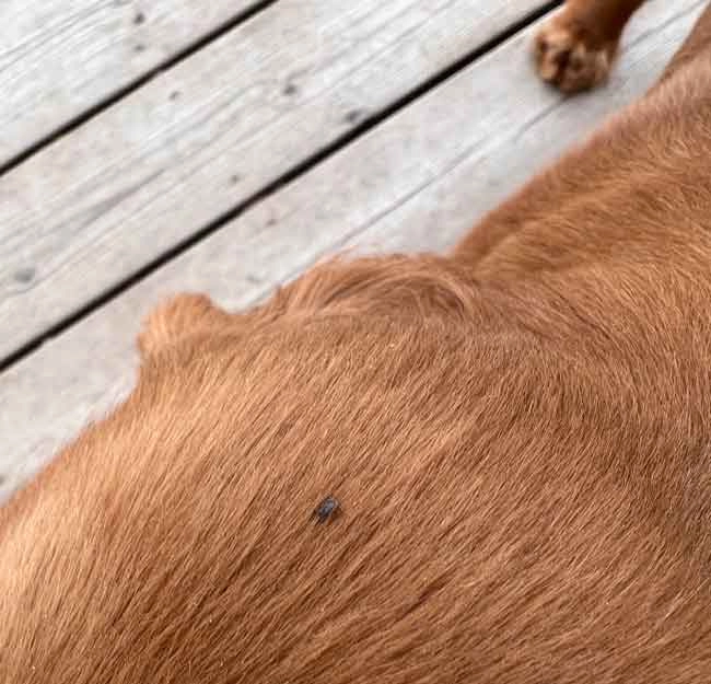 Her er en skovflåt nymfe landet i pelsen på en hund. Foto Janne Bavnhøj