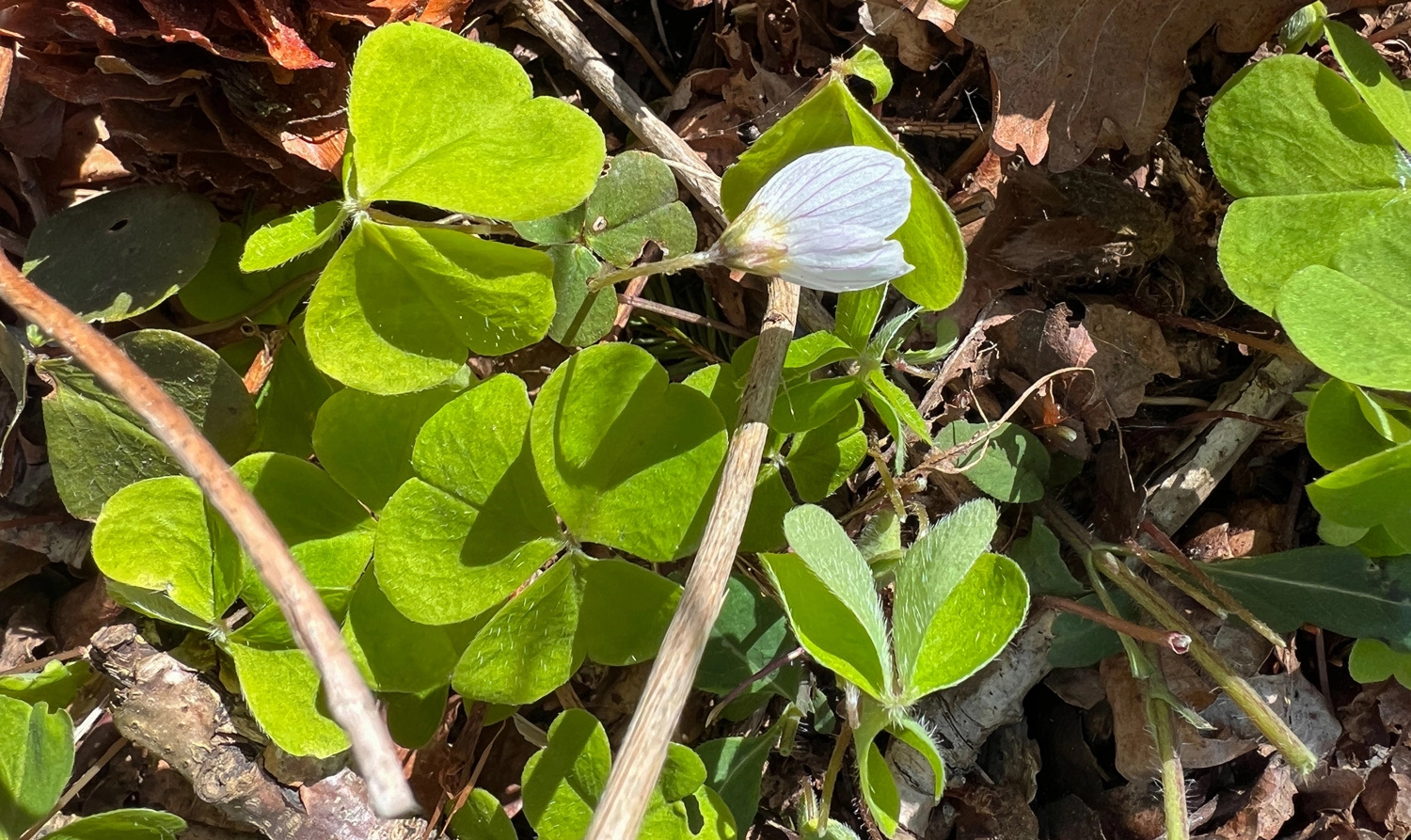 Skovsyre blade og blomt. Foto Janne Bavnhøj