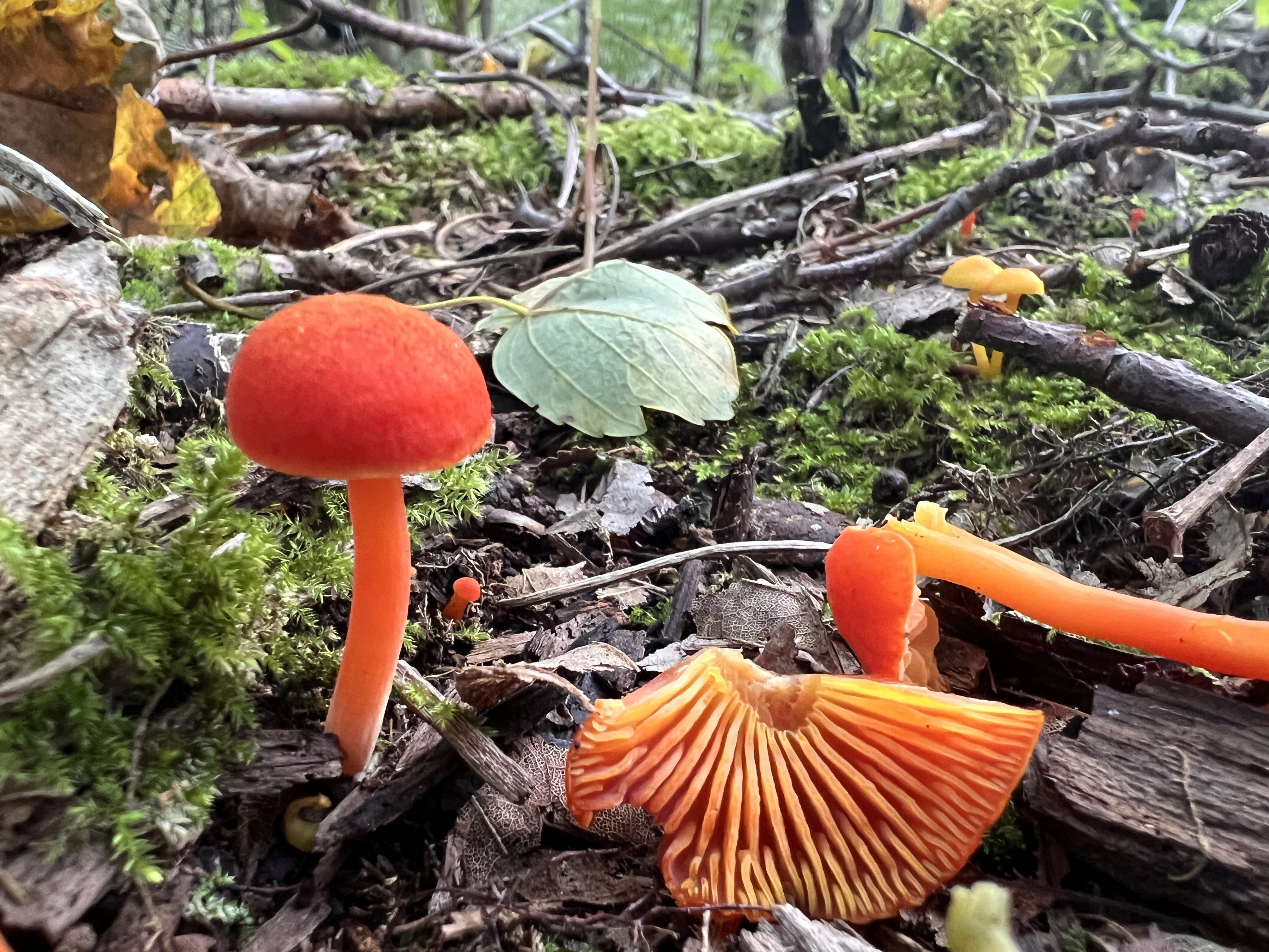 Vokshat Foto Janne Bavnhøj