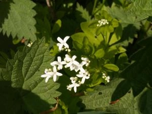 skovmaerke_19-05-2010_0.JPG