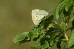 lille-kaalsommerfugl-parring02_mortenddhansen_0.jpg