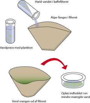 opkoncentrering_af_alger_0.png