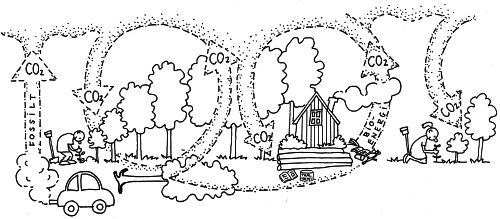 CO2 cyklus og skov