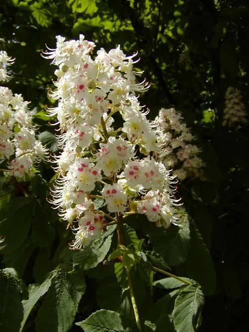 Hvidblomstret hestekastanje