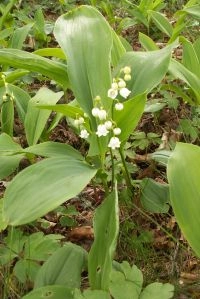 Liljekonval - hele planten