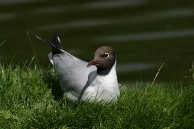 Hættemåge i sommerdragt