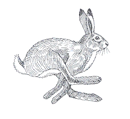 Hare