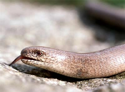 Stålorm (Anguis fragilis)