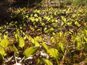 Majblomster i modlys