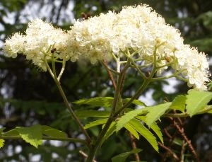 Skærm af rønneblomster