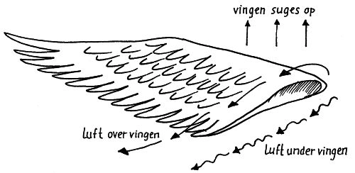 Tværsnit af vinge med fjer og luft