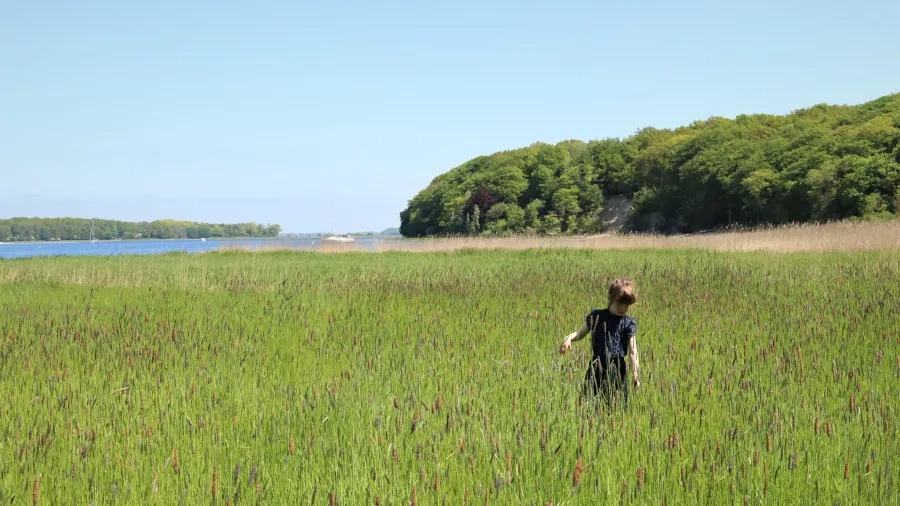 Barn på strandeng ved Roskilde Fjord