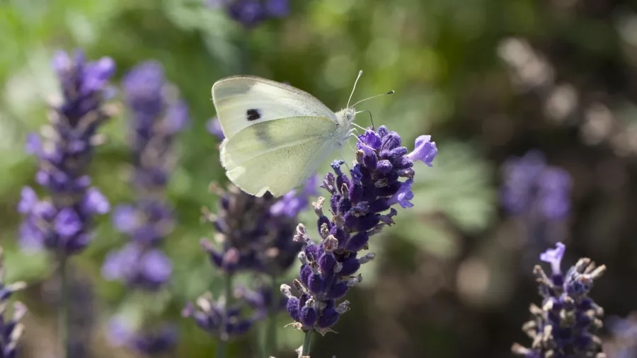 Lavendel med sommerfugl