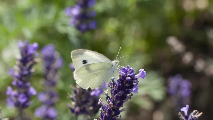 sommerfugl