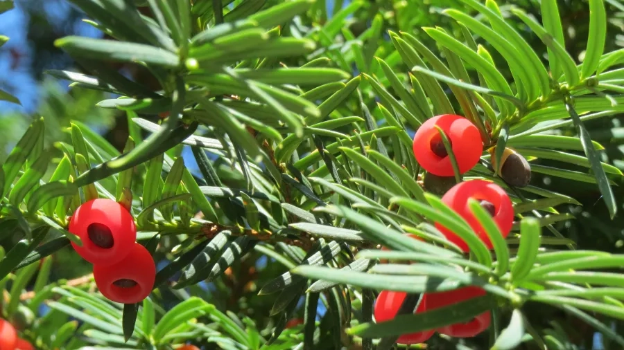 Taks (Taxus baccata)