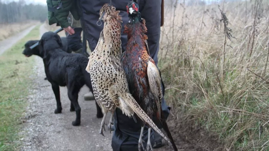 Jæger med to fasaner og hunde. Foto: Malene Bendix.