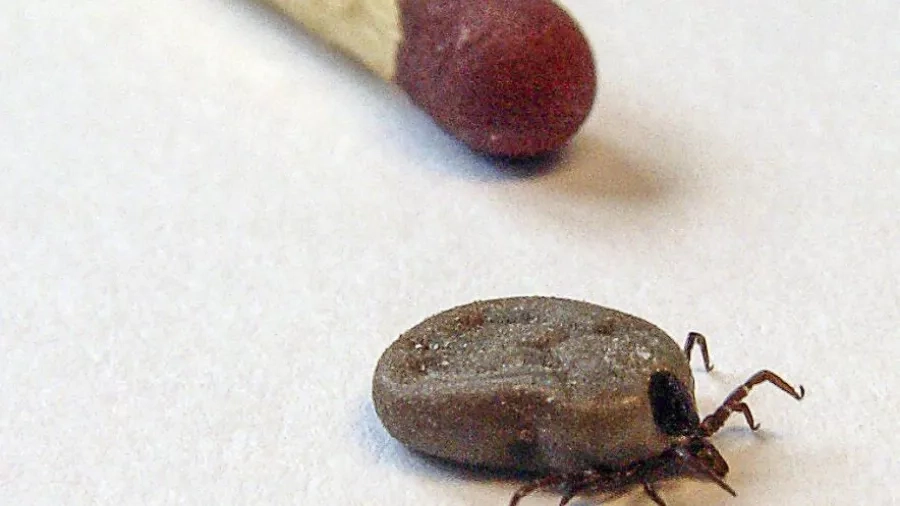 Når maven er fuld af blod, er skovflåtens bagkrop stor og opsvulmet. Foto Janne Bavnhøj