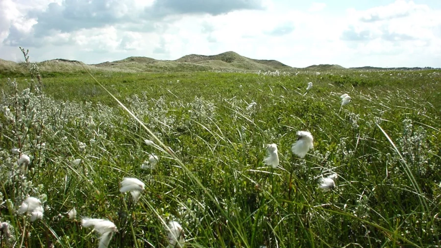 Klithedens hvide blomster svajer i vinden