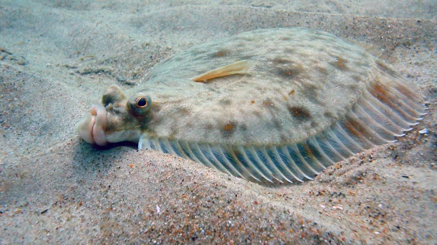 En rødspætte er en spændende fisk - både indvendigt og udvendigt. Foto: Nationalpark Mols Bjerge.