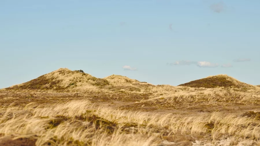 Bronzealderhøje nord for Lodbjerg Fyr. Foto: Nationalpark Thy.