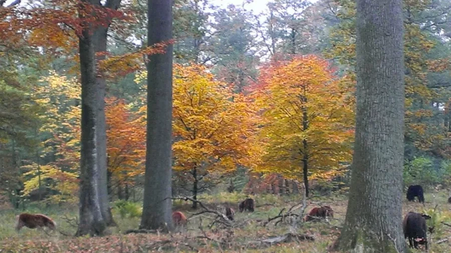 Skriv et farverigt digt om naturen. Foto: Nationalpark Thy. 