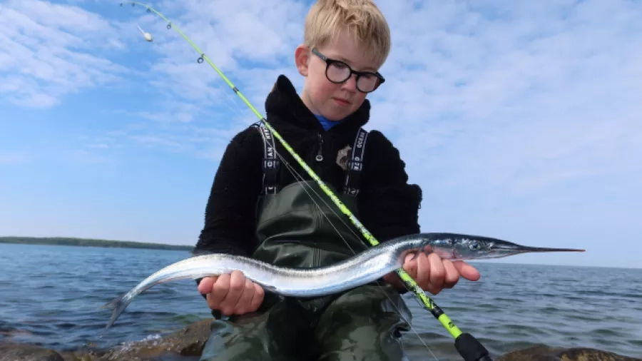 Dreng og hornfisk. Foto: Henrik Larsen.