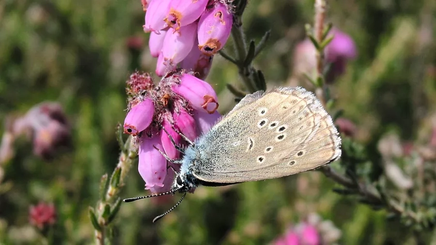 Sommerfuglen er en vigtig insektorden og du kan finde mange sommerfuglearter i Nationalpark Thy.