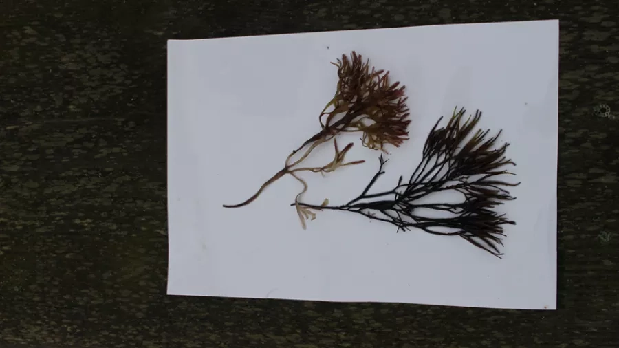 Her kan du se hvordan et tang-herbarium kan se ud. Foto: Nationalpark Mols Bjerge.