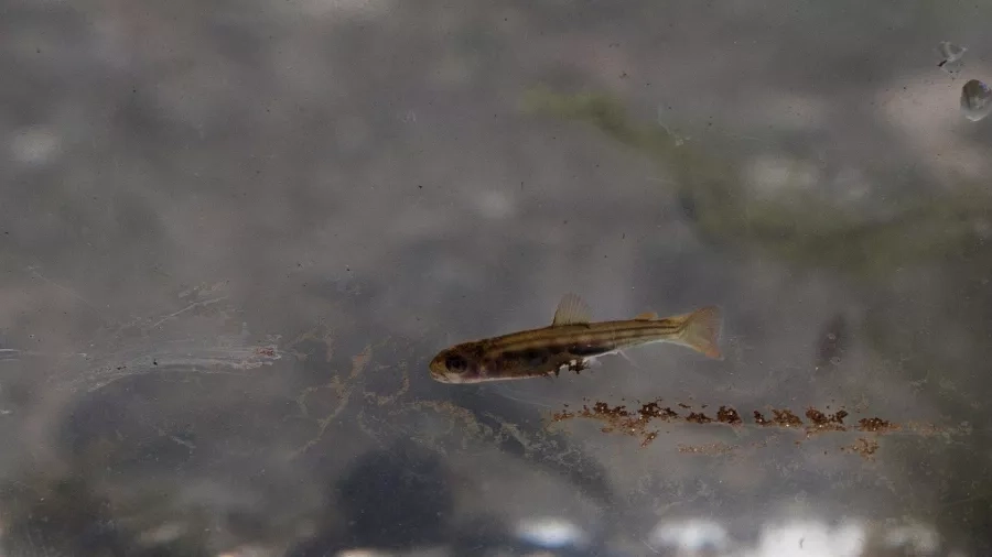 Har vejr, vind og årstid indflydelse på saltindholdet i fjorden?