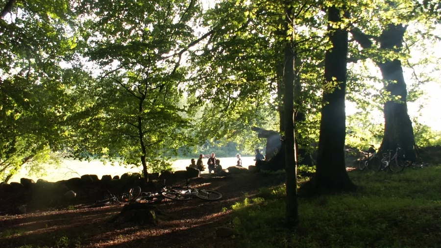 Fredagsvalg i Bidstrup Skovene. Foto: Malene Bendix.