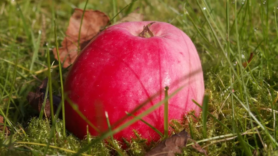 Om efteråret ligger æblerne bare og venter på at blive til æblesirup. Foto: Malene Bendix