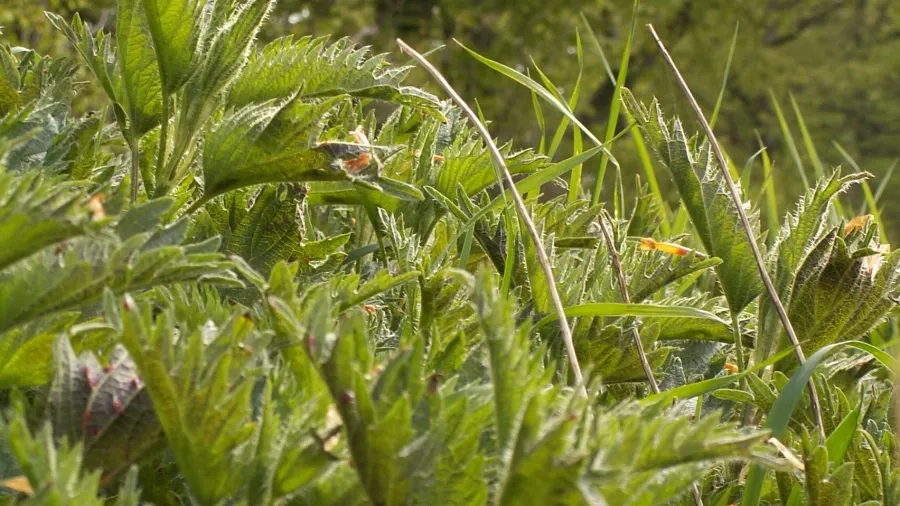 Brændenælder i maj før de blomstrer. Du kan næsten se brænd-hårene. Foto: Malene Bendix.