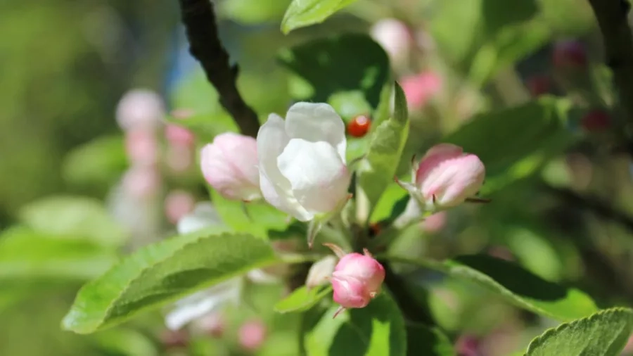 Æbleblomst. Foto: Malene Bendix.