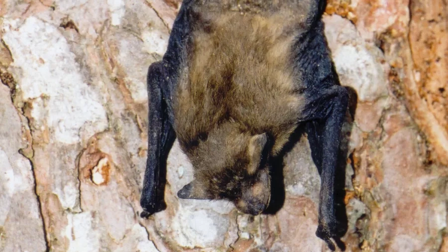 Sovende flagermus. Den hænger i træerne med hovedet nedad og har foldet sine vinger sammen. Flagermusene sover om dagen i hule træer og andre huler. Foto: NaturGrafik.dk