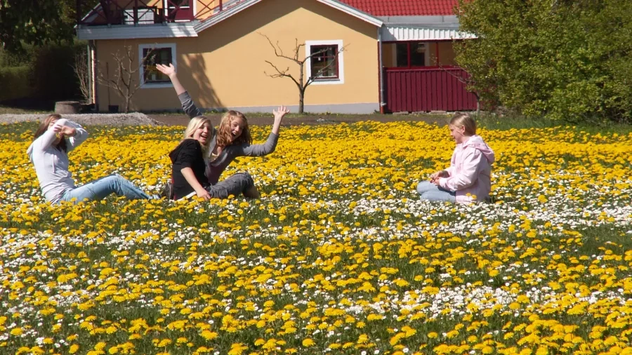 Udeskolepiger fra Odarslövs skola i Sverige - i mælkebøttemark. Foto: Malene Bendix.