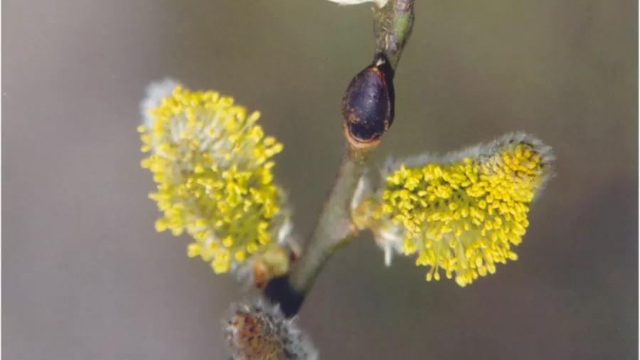 Her er sejlepil i blomst. Hanblomst. Hent grene ind og se dem springe ud. Foto: Janne Bavnhøj.