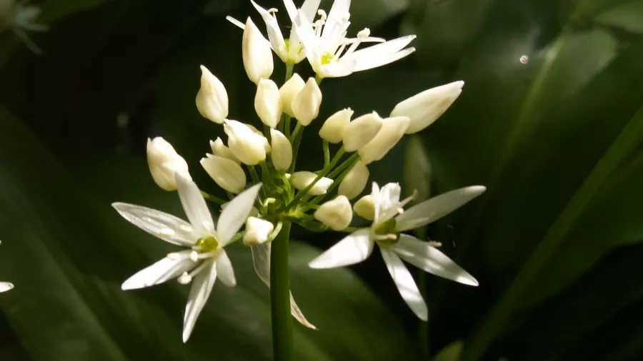 Ramsløg blomster og blade.