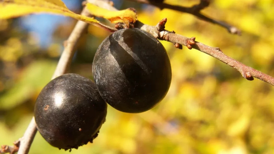 Slåen - en lille busk med stenfrugter som små blommer.