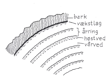 Kig på årringe - og bestem alderen på et træ. 