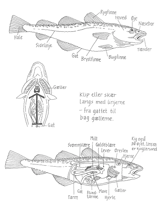 Undersøg en fisk. Tegning: Eva Wulff.