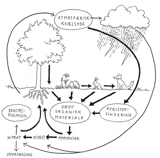Kvælstofs kredsløb. Tegning: Eva Wulff.