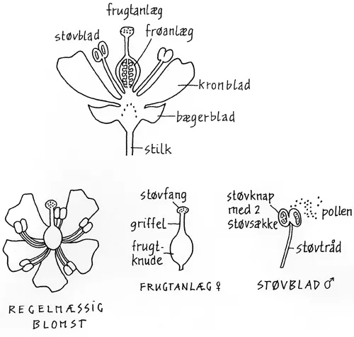 Blomster og Bestøvning.