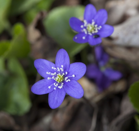 Blå anemone