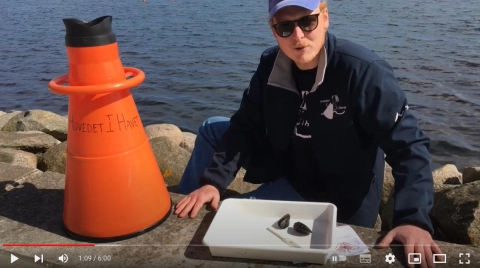 Blåmuslinger med Hovedet I Havet