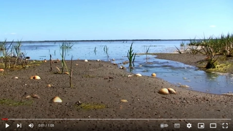 Tidevandet i Vadehavet