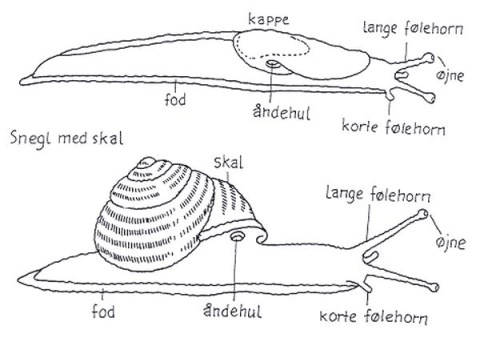 Øverst en snegl uden hus. Nederst en snegl med hus. Tegning: Eva Wulff.